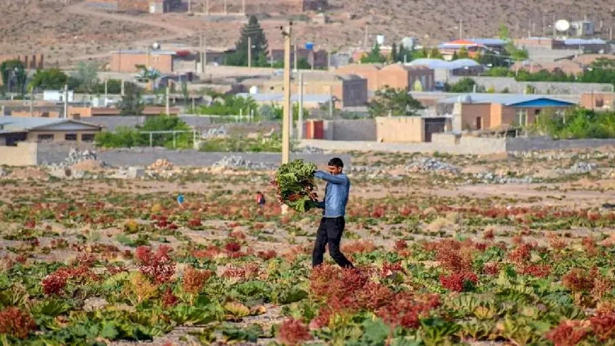 دشت ریواس - چشمه گز /  عکاس :  مهلا جنابی