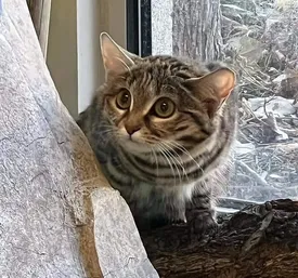 کُشنده‌ترین گربه جهان را بشناسید