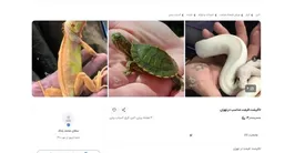 لاکپشت ها وارد فضای مجازی شدند!