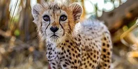 نسل یوزپلنگ ایرانی 5 سال فاصله با نابودی کامل!