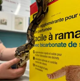 پیدا شدن مار یک متری در سطل زباله /عکس