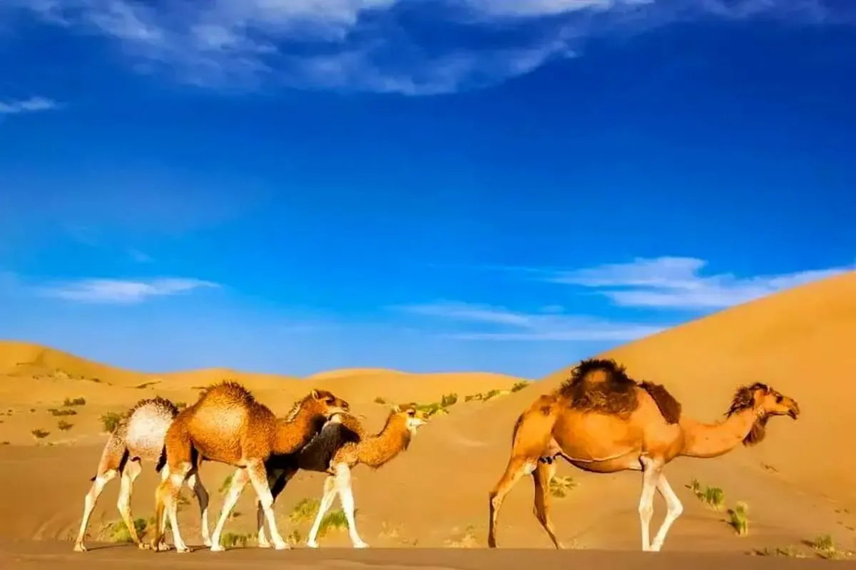 بهشت شنی ایران کجاست؟