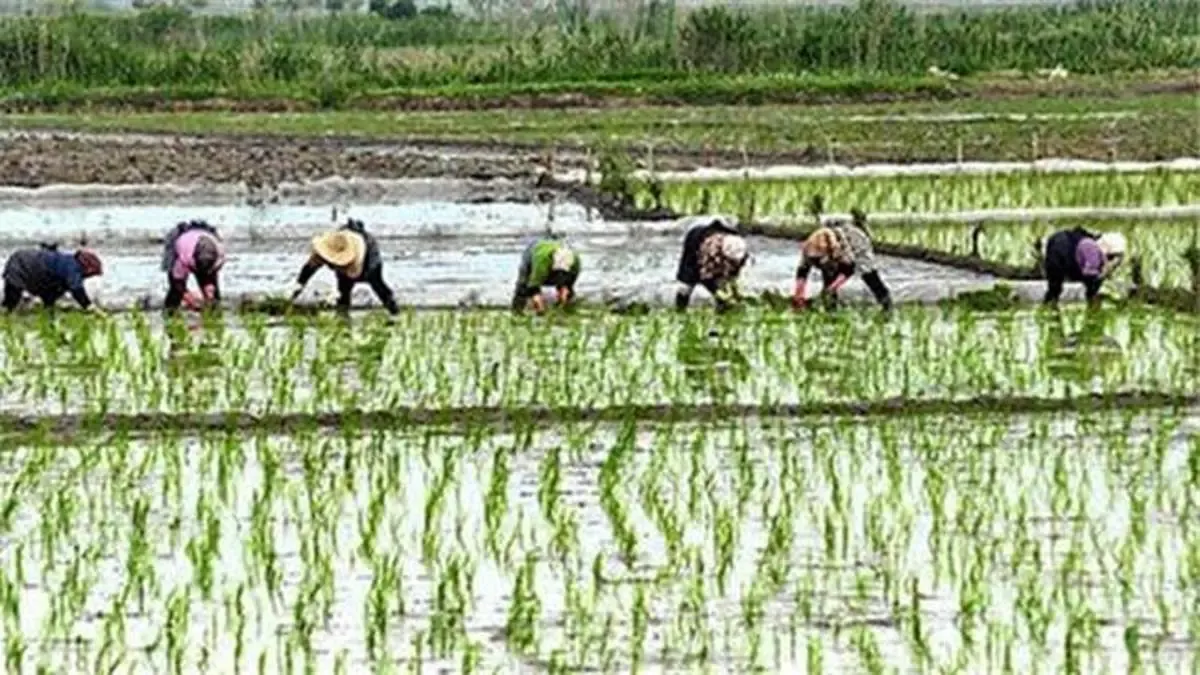 معاملات برنج امسال در بورس کالا قد می کشد/ گواهی سپرده برنج می تواند به گزینه اول برنجکاران تبدیل شود