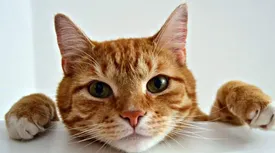 نگهداری از گربه و ابتلا به یک بیماری روانی