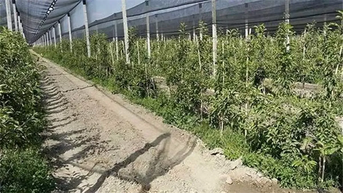 بانک کشاورزی ، حامی تولید و کارآفرینان/ حمایت 120میلیاردریالی بانک کشاورزی از راه اندازی بزرگ ترین طرح سایبان باغ های میوه کشور در استان قزوین