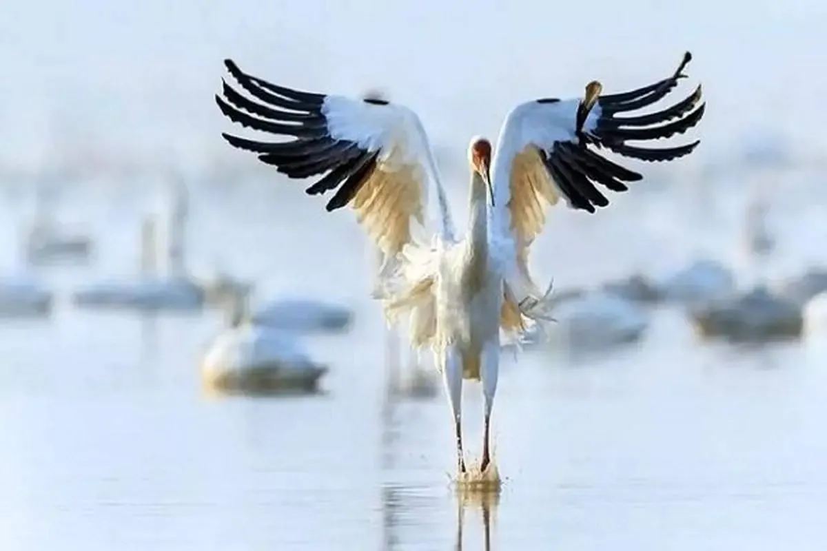 آیا «امید» به ایران باز می‌گردد؟