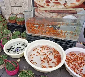 اگر ماهی قرمز خریدهاید، بخوانید