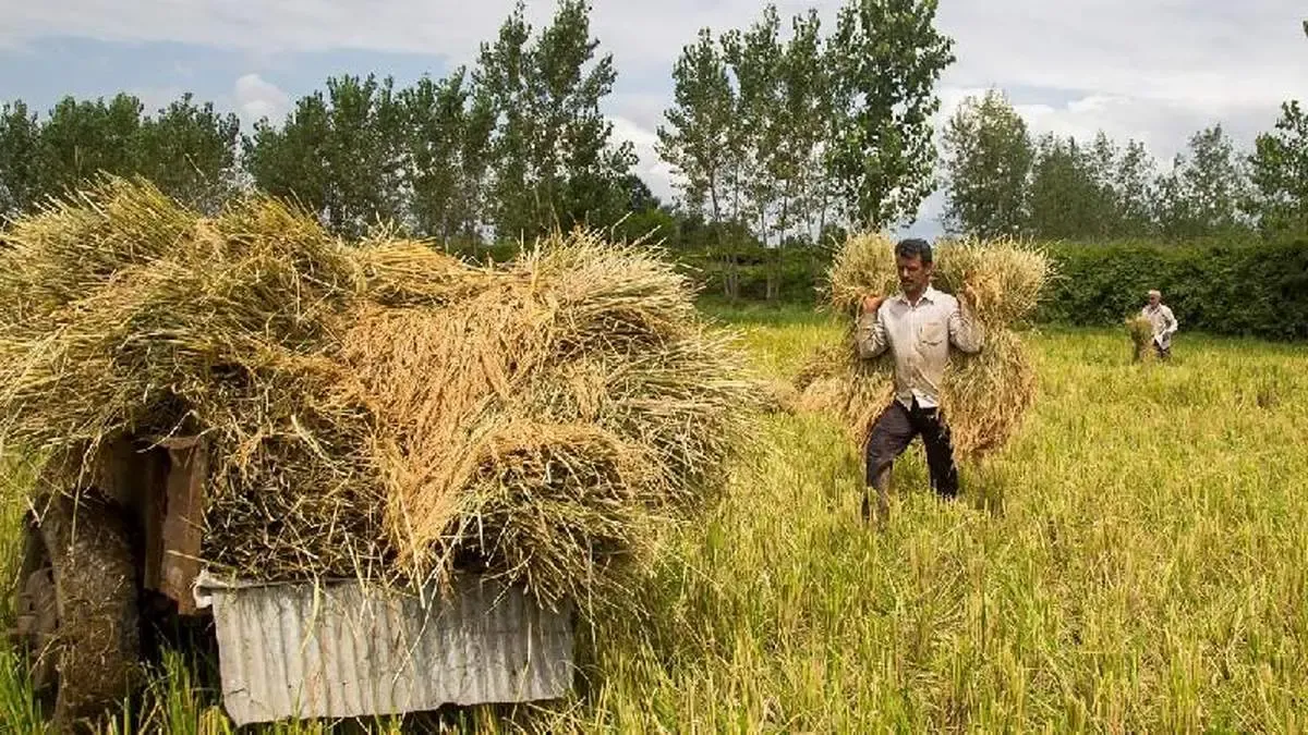 برداشت برنج - گیلان و مازندران / عکس : الهه فلاح بلند طبع