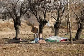 معتادان متجاهر لای درختچههای لاین وسط بزرگراه پنهان شده اند!