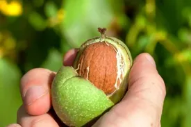 ۳ روش نگهداری گردو تازه با پوست برای مدت طولانی و کوتاه