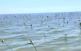 هدیه سبز پتروشیمی شهید تندگویان به محیط زیست