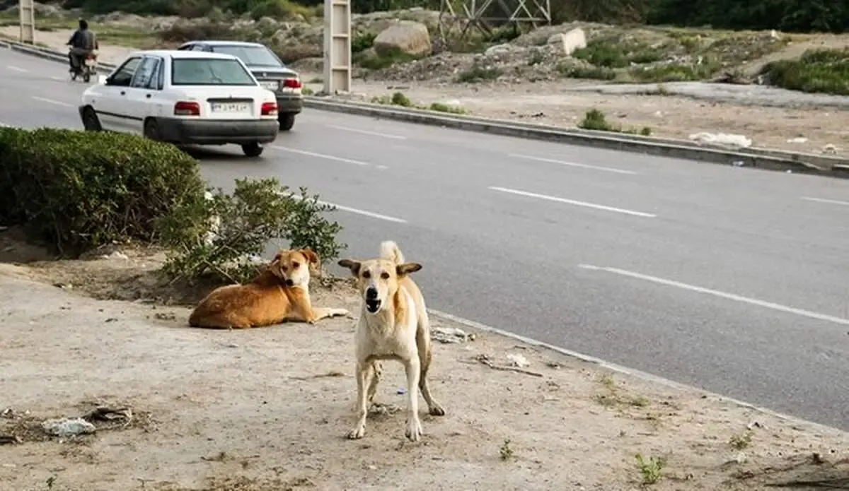 اسیدپاشی به سگ‌ها در بندرانزلی!