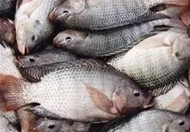 تیلاپیا بخورید!