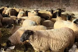 لیست قیمت دام زنده امروز ۳۰ بهمن ۱۴۰۴ / گوسفند کیلویی چند شد؟