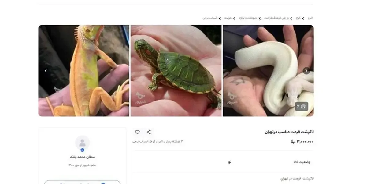 لاکپشت ها وارد فضای مجازی شدند!