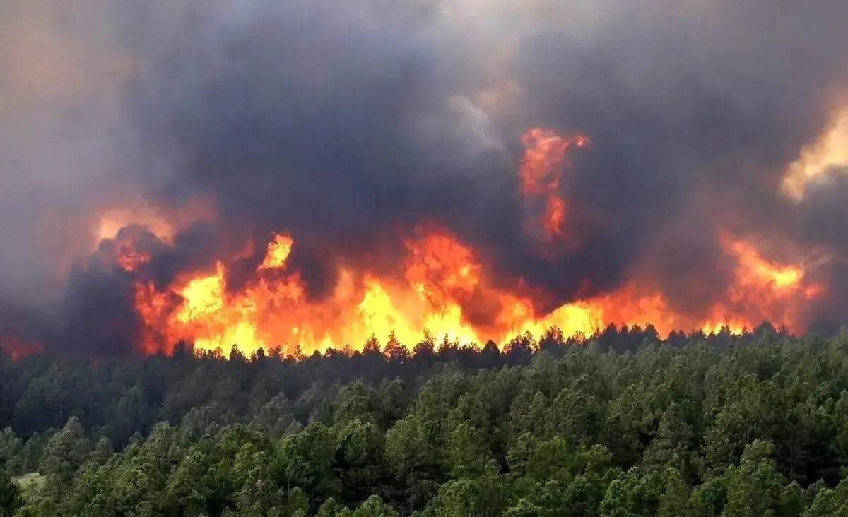 آتش سوزی گسترده در جنگل‌های جاده چالوس/ درخواست محیط‌زیست برای اعزام فوری بالگرد