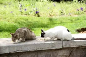 مدفوع گربه مردان را نابارور میکند