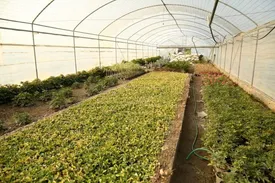 بهره برداری از 5 طرح اشتغالزایی خرد در شهرستان کاشان با حمایت بنیاد برکت