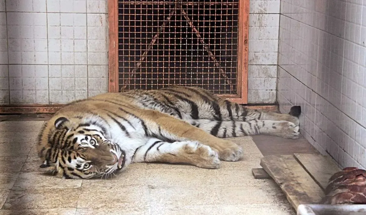 کشف ۴ قلاده ببر پشت نیسان!