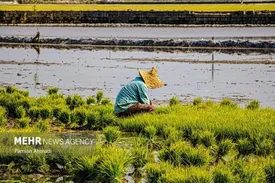 تتش هوا در 15 استان / احتمال خسارت به محصولات کشاورزی