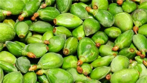 «چغاله بادام» حاوی مواد مغذی بسیار