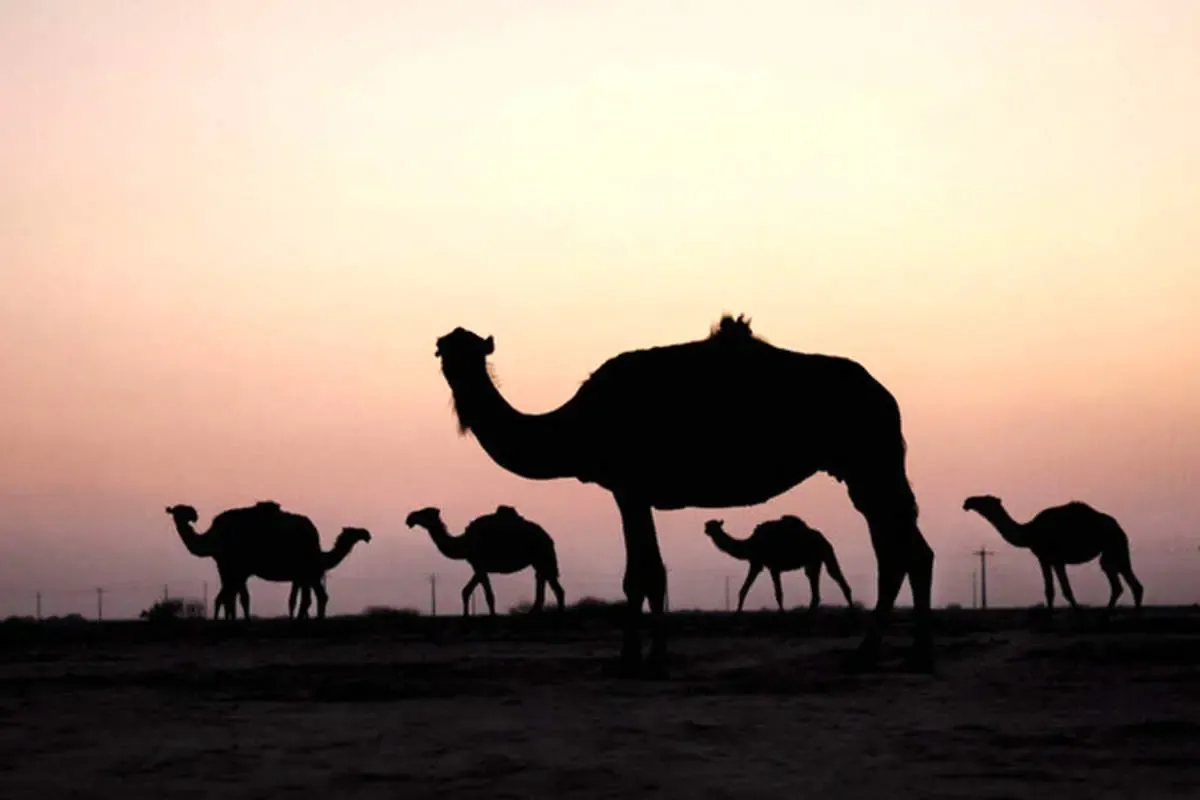 وقتی پرورش شتر مد می‌شود!