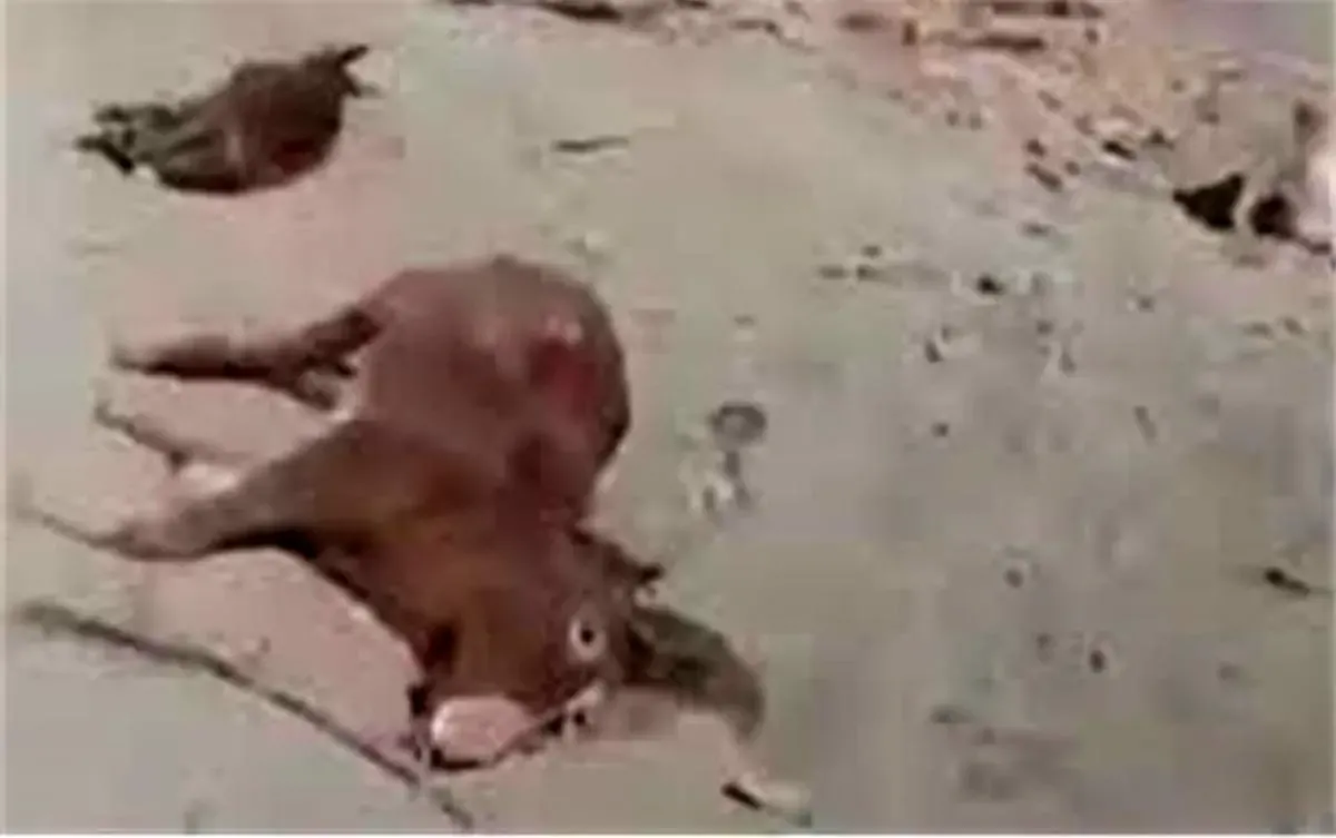 فیلم کشتار حیوانات باربر قدیمی بود/ با خاطیان برخورد شد