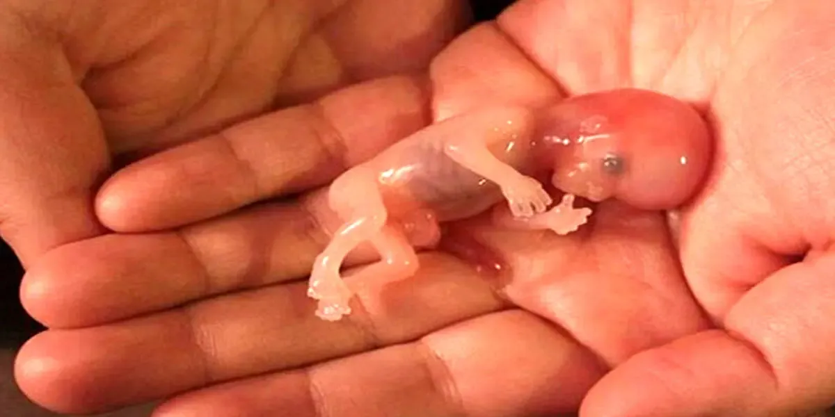 ۷ مطب تبریز به دلیل سقط‌ جنین  پلمپ شدند