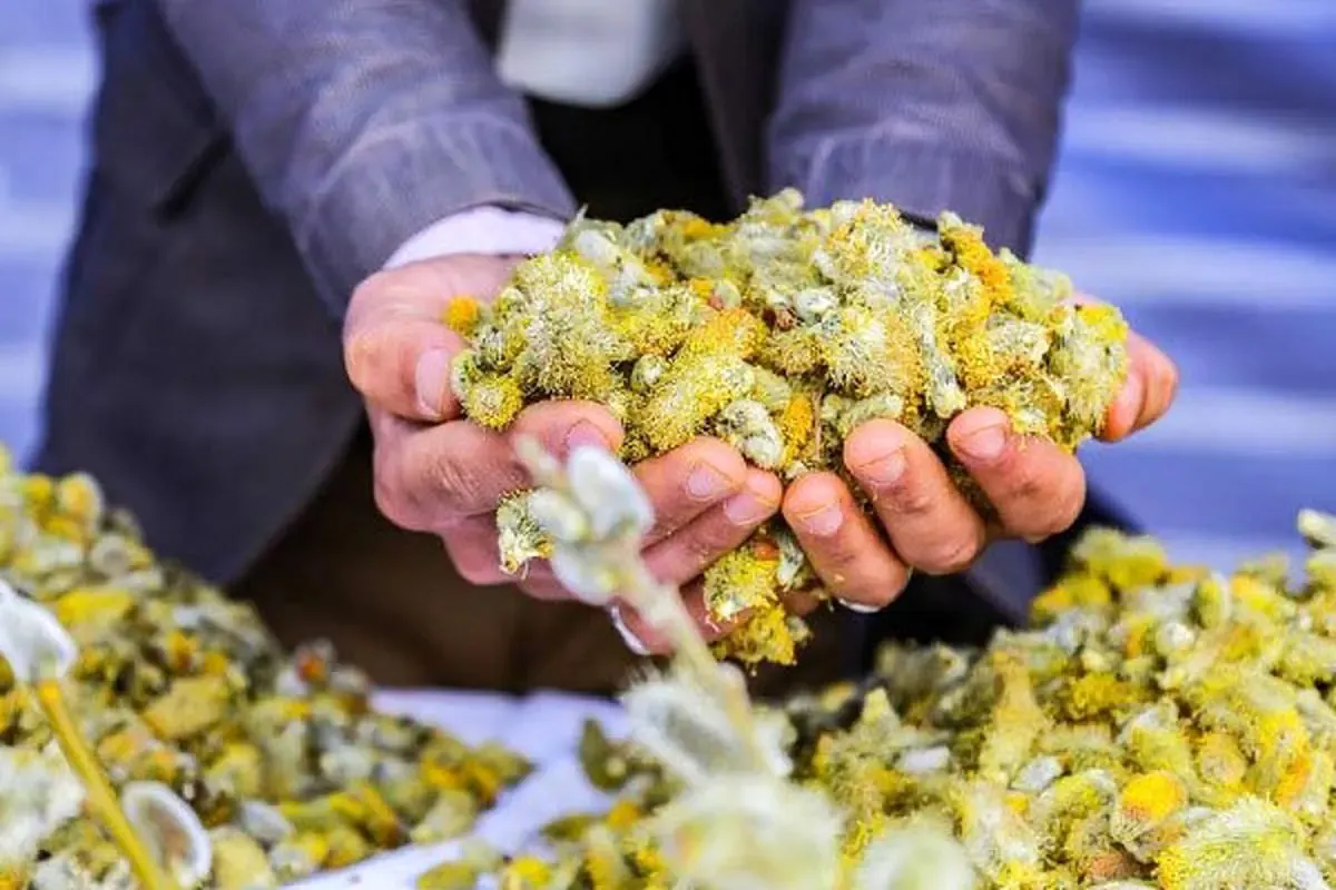 کدام گیاه دارویی آرامبخش و ضد اضطراب است؟