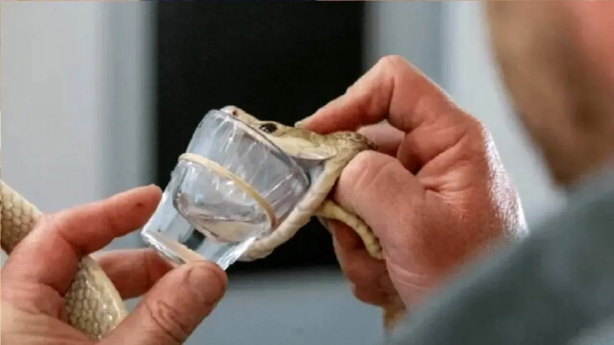 این مار پرخاشگر با یک نیش ۴۰۰ نفر را می کشد!