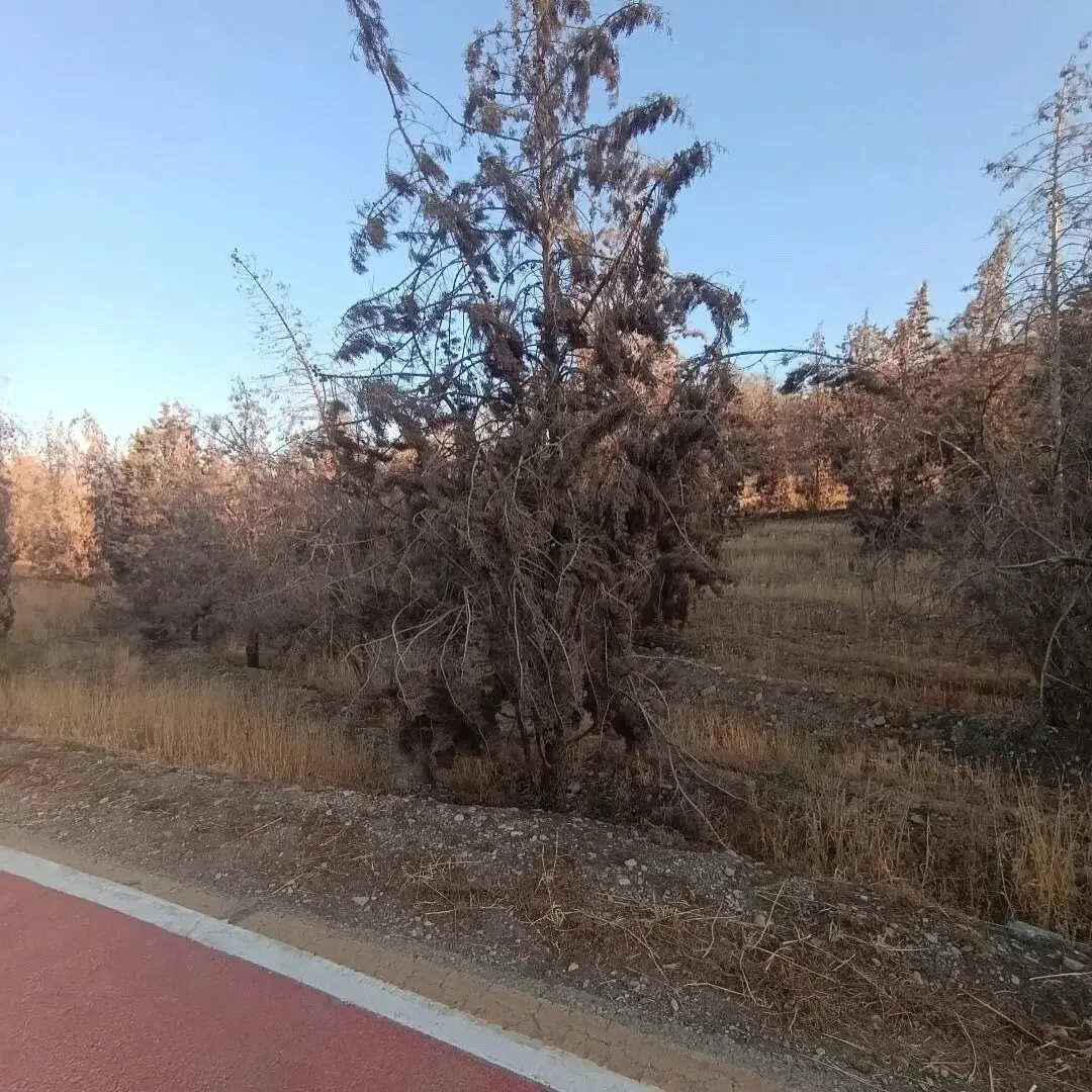 چیتگر چیتگر