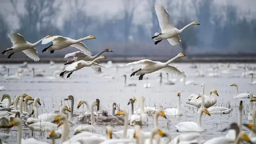 قو‌های مهاجر مهمان تالاب سرخ رود - مازندران/ عکس: مهدی محبی پور