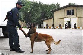 فیلم: ورود سگ‌های تربیت شده پلیس به محل قتل داریوش مهرجویی و همسرش