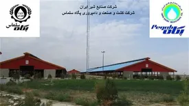 بانک کشاورزی حامی تولید و کار آفرینان/ حمایت 240 میلیاردی بانک کشاورزی از راه اندازی گاوداری شیری ۲۰۰۰ راسی در استان آذربایجان غربی