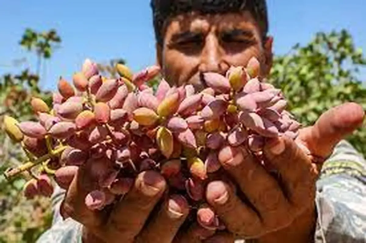روش های سرمایه گذاری در بازار پسته