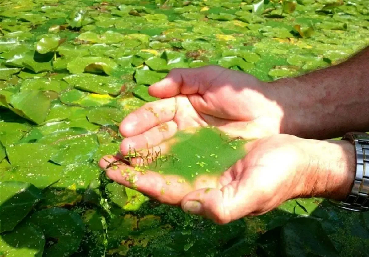 جلبک؛ نجات دهنده کبد چرب و قند خون