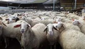 قیمت دولتی دام زنده ویژه عید قربان اعلام شد