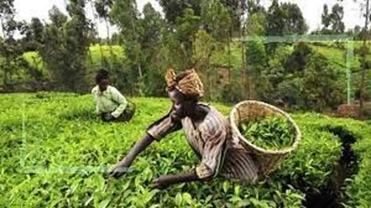 مقابله با تغییرات آب و هوایی توسط هوش مصنوعی در مزارع آفریقا