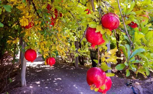 برداشت انار در شهرضا/عکس:صادق بصیرت