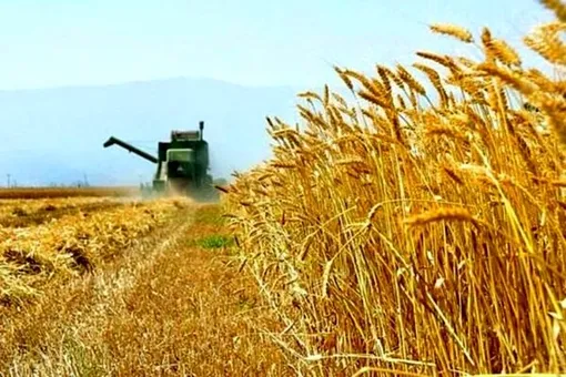 پرداخت مطالبات گندمکاران از امروز آغاز می‌شود