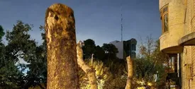 درختهای خیابان ایتالیا را قطع کردیم چون خطرناک بودند!