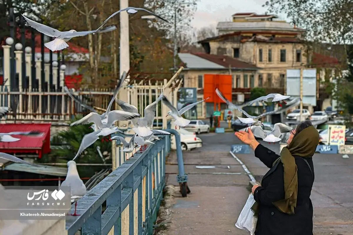 گیلان با مهمان هایی زیبا از سیبری تماشایی تر شد