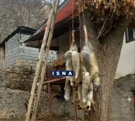 ماجرای «روباه های آویزان شده در چالوس» چیست؟/ عکس