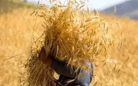 ۸ میلیون نفر در زنجیره گندم، آرد و نان فعالیت دارند