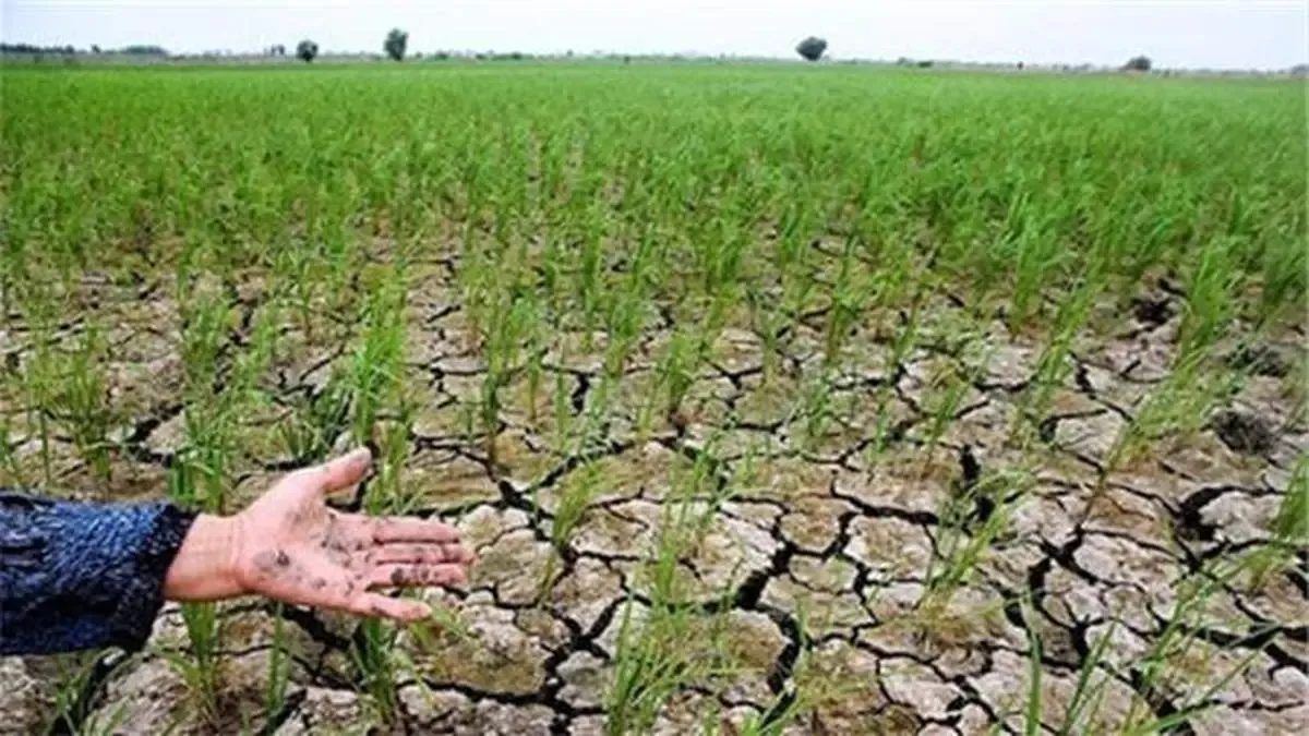پیشنهاد بانک کشاورزی به سازمان برنامه و بودجه درباره مساعدت و امهال مطالبات خسارت دیدگان بخش کشاورزی