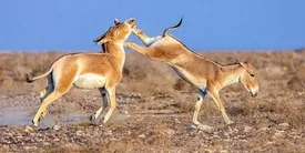 گورخرهای ایرانی هم درگیر شدند/ این تصاویر عجیب را ببینید