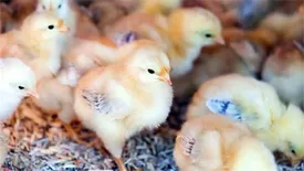 قیمت جوجه یکروزه به بیش از ۱۰ هزار تومان رسید