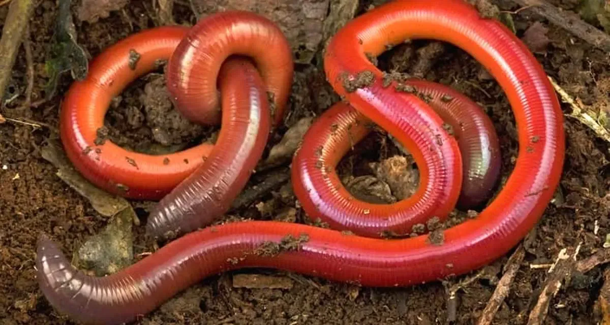 ببینید | عجیب‌ترین موجودی که تا به حال ندیده‌اید