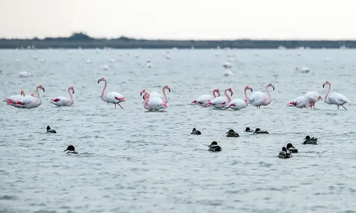 میانکاله، بهشت پرندگان/عکس : مهدی محبی پور