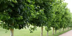 درباره طرح کاشت یک میلیارد درخت چه می دانید؟